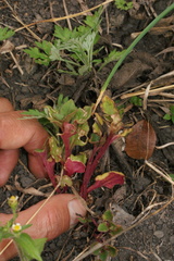Ullucus tuberosus