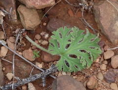 Pelargonium pulverulentum, photograph (c) Tony Rebelo, some rights reserved (CC BY-SA)