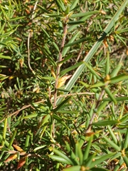 Stenanthera conostephioides