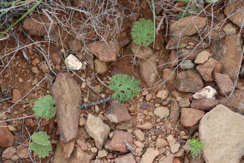 Pelargonium pulverulentum, photograph 4