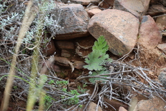 Pelargonium pulverulentum, photograph (c) Tony Rebelo, some rights reserved (CC BY-SA)