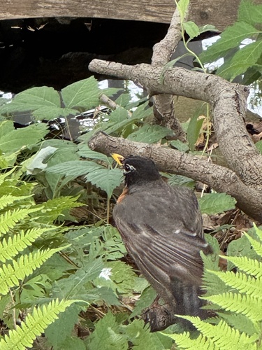 American Robin