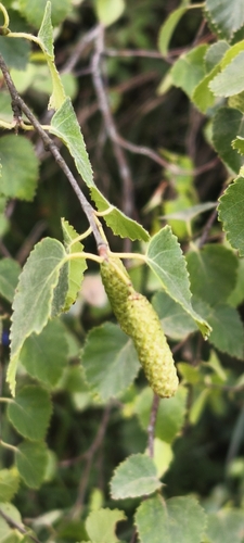 Betula celtiberica, photograph 2