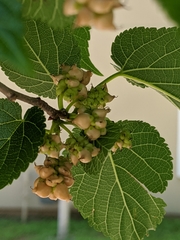Ciboria carunculoides