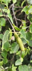Betula celtiberica, photograph (c) Jose Castro, some rights reserved (CC BY)