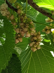 Ciboria carunculoides