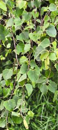 Betula celtiberica, photograph 4
