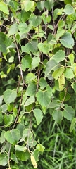 Betula celtiberica, photograph (c) Jose Castro, some rights reserved (CC BY)