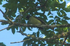 Carpornis melanocephala