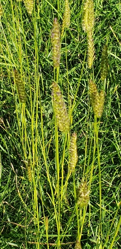 crested dogtail grass