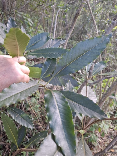 Foto de Faurea macnaughtonii