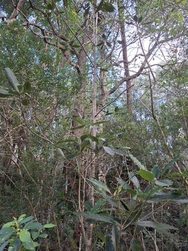 Foto de Faurea macnaughtonii