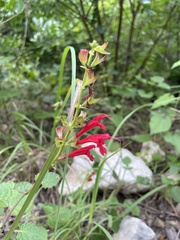 Salvia roemeriana, photograph author not stated, no rights reserved