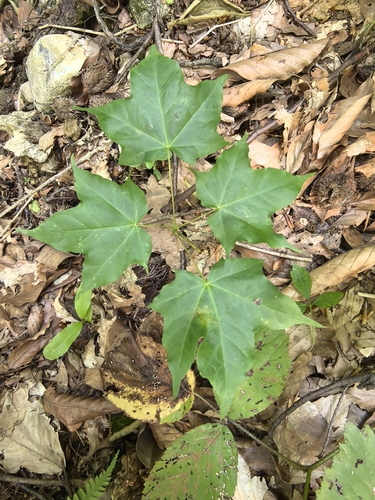 Cappadocian Maple