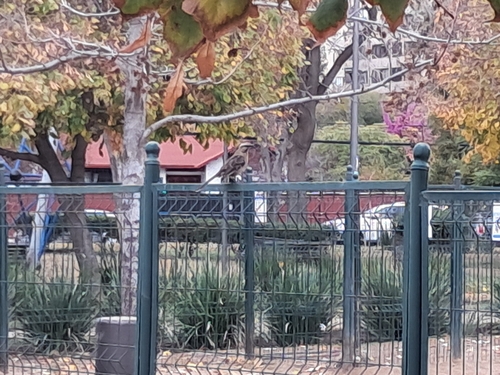 Chilean Mockingbird