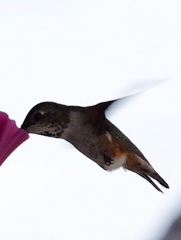 Selasphorus sasin