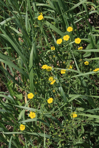 Potentilla chrysantha, photograph 2
