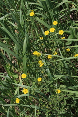 Potentilla chrysantha, photograph (c) Oleg Kosterin, some rights reserved (CC BY)