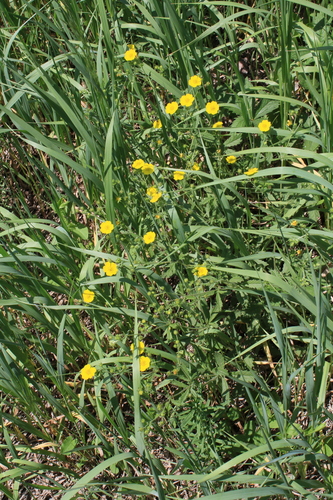 Potentilla chrysantha, photograph 3