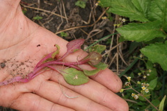 Ullucus tuberosus