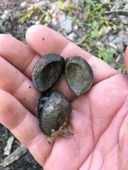 Carya carolinae-septentrionalis