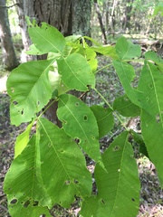 Carya carolinae-septentrionalis