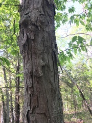 Carya carolinae-septentrionalis