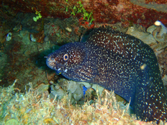 Spotted moray eel