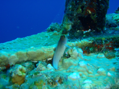 Ophioblennius macclurei