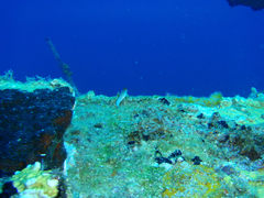 Ophioblennius macclurei