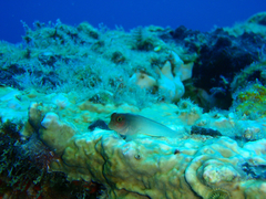 Ophioblennius macclurei