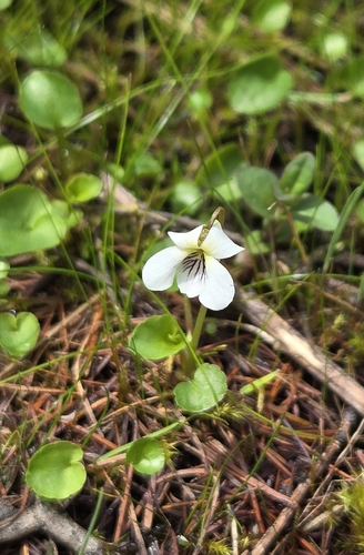 Viola minuscula