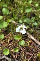 Viola minuscula