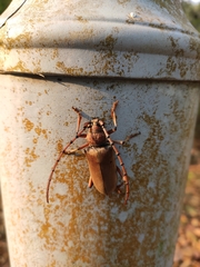 Neoplocaederus obesus