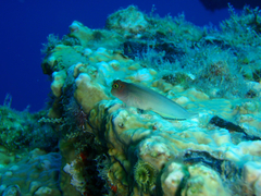 Ophioblennius macclurei