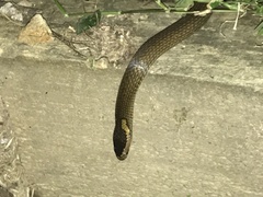 Cacophis squamulosus