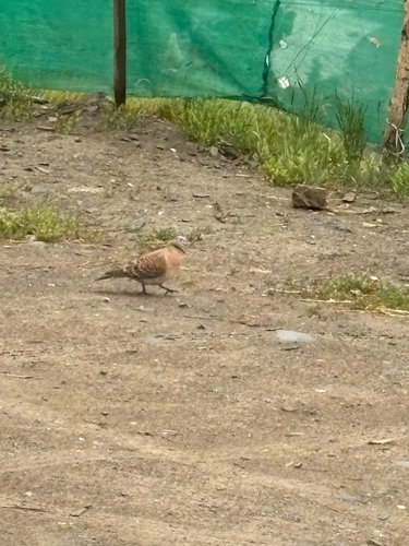 Oriental Turtle-Dove