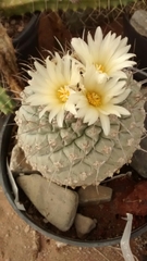 Chichimecactus corregidorae