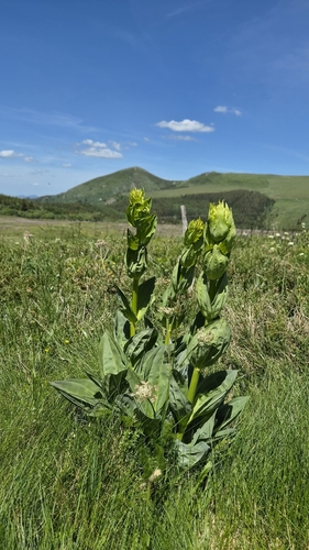 Great Yellow Gentian