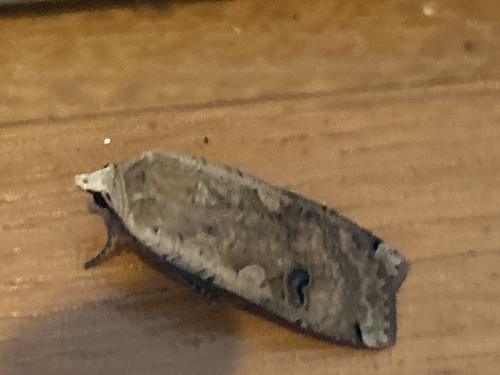 Large Yellow Underwing