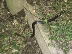 Cacophis squamulosus