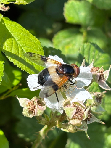 Pellucid Hover Fly