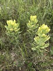 Castilleja citrina
