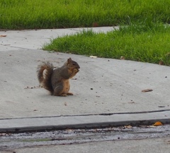 Sciurus niger