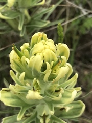 Castilleja citrina