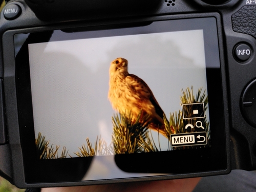 Eurasian Kestrel