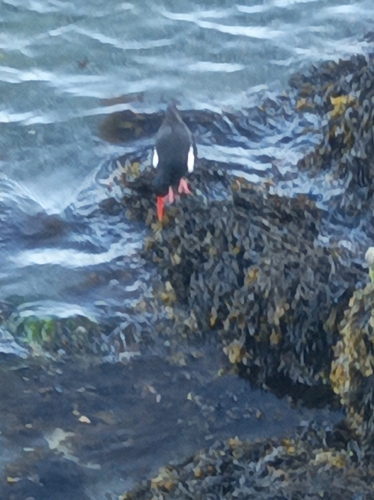 Eurasian Oystercatcher