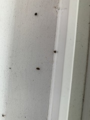 Bostrichoidea