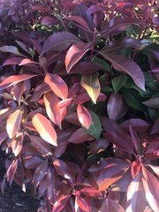 Photinia × fraseri