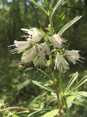 Hydrophyllum virginianum